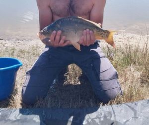Mirror Carp