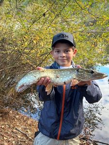 Northern Pike