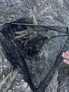 Common Octopus