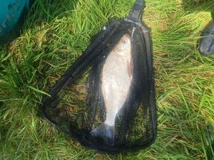 Common Bream