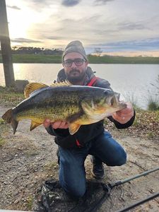 Largemouth Bass