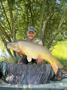 Common Carp