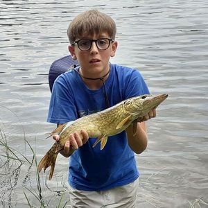Northern Pike
