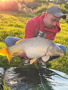 Common Carp