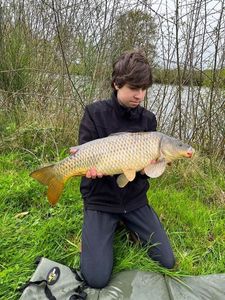 Common Carp