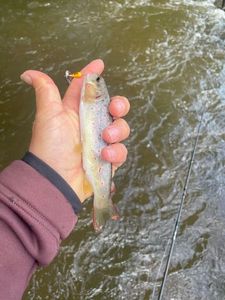Brown Trout