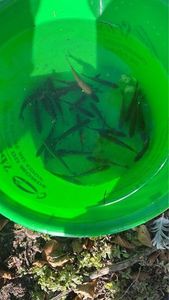 Roach