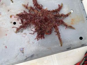European Spider Crab