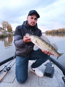 Zander