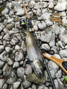 Brown Trout