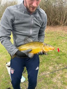 Tench