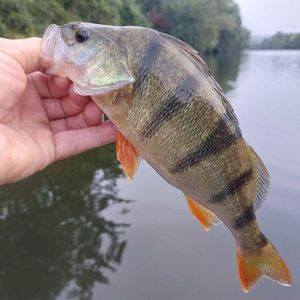 European Perch