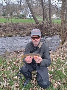 Brown Trout