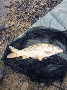 Common Carp