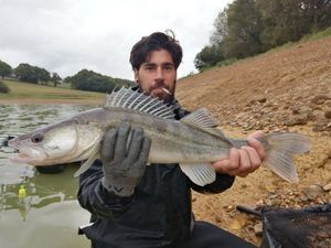 Zander