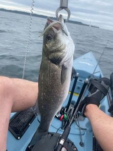 European Bass (Seabass)