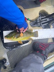 Ballan Wrasse