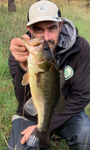 Largemouth Bass