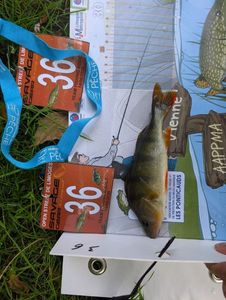 European Perch