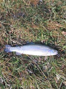 Rainbow Trout