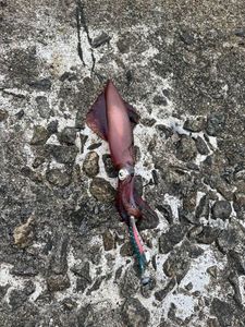 European Squid