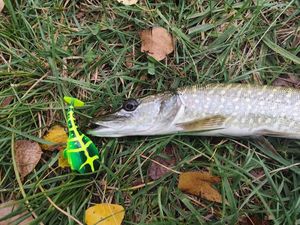 Northern Pike