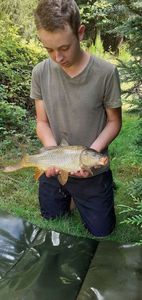 Common Carp