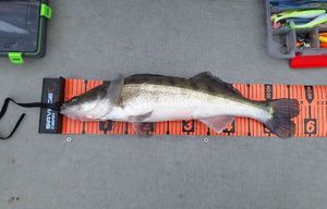 Zander