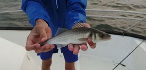 European Bass (Seabass)