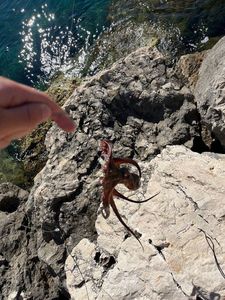 Common Octopus