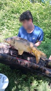 Common Carp
