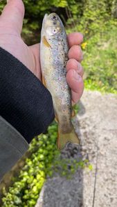 Brown Trout