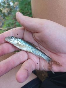 Gudgeon