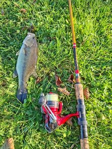 Smallmouth Bass