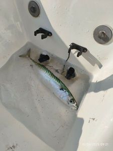 Mackerel