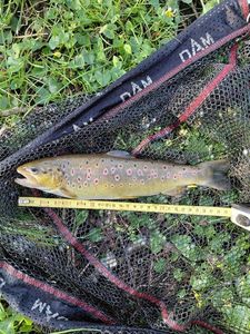 Brown Trout