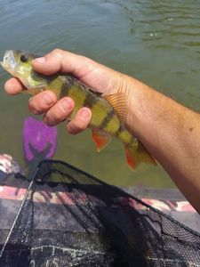 European Perch