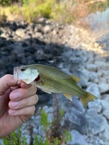 Largemouth Bass
