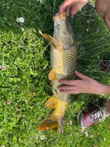 Common Carp