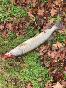 Northern Pike