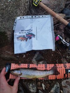 Brown Trout