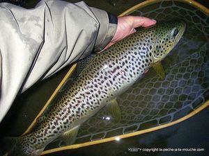 Brown Trout