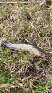 Black Bullhead