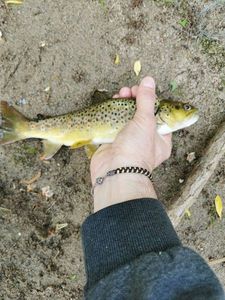 Brown Trout
