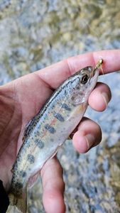 Rainbow Trout