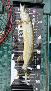 Northern Pike