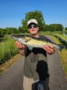 Zander