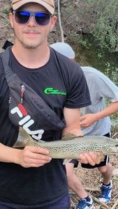 Brown Trout