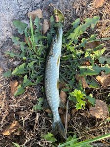 Northern Pike