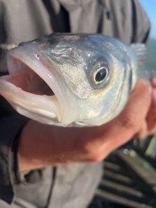 European Bass (Seabass)